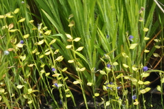 Utricularia praeterita